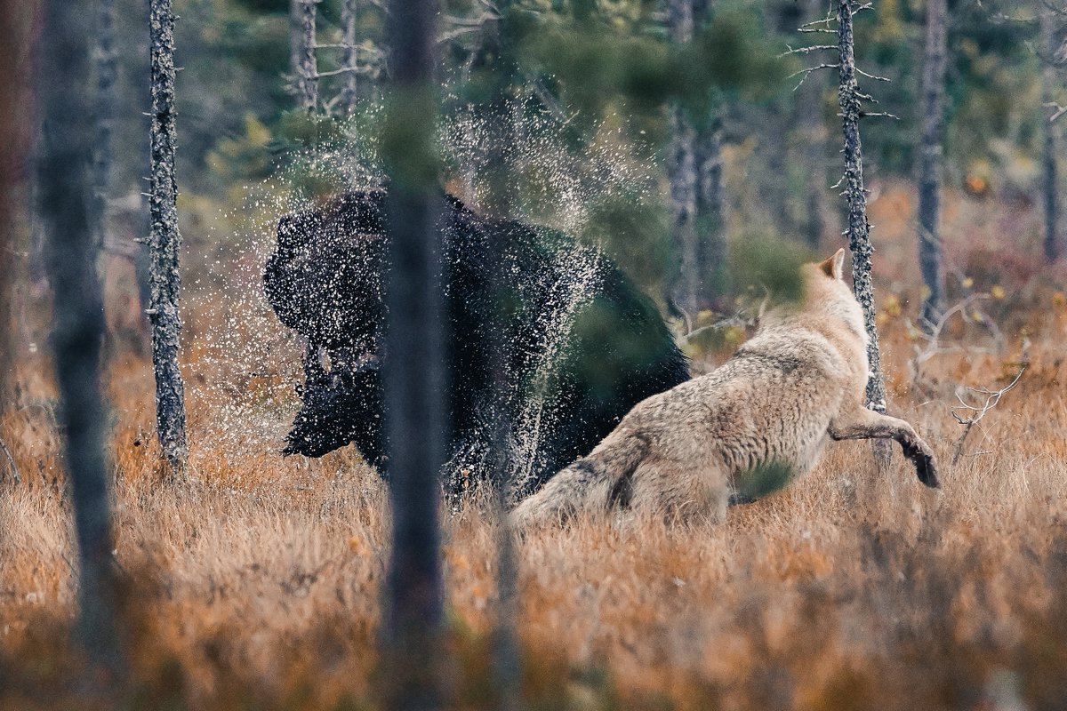 Dnes vám přinášíme poslední tip a s ním několik nádherných fotek přímo z divočiny od fotografa Konsta Punkky. Celý tip najdete na FB stránce Nikonu!

📸 © Konsta Punkka, foceno na Nikon Z 7II + NIKKOR 400mm f/2.8G
