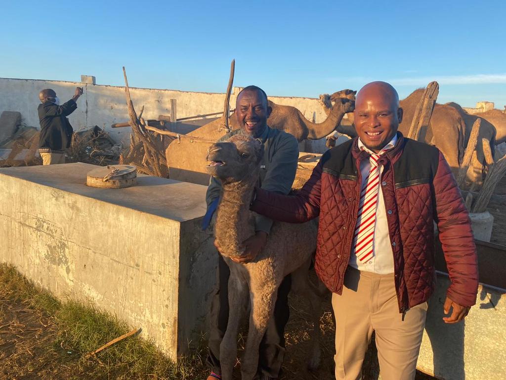 CbdiqaniMaxamud's tweet photo. I took a high level delegation from South Africa's ruling party led by ANC national organizer Mr Mhlekwa Nxumalo and our Ambassador to South Africa Mr Ahmed for a day out outside the Capital city of Somaliland. They enjoyed drinking fresh Camel milk.
@musebiihi
@GovernmentZA https://t.co/bDCr9ZcmSM