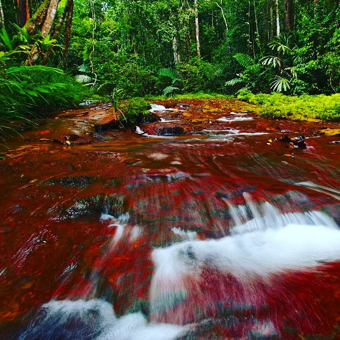 Rivers_of_world's tweet photo. One of many streams in Borneo
#malaysia #indonesia #jungle #rainforest #waterfall #forest #Rivers
#river #riversofworld #worldrivers https://t.co/E5ysUQyn9G