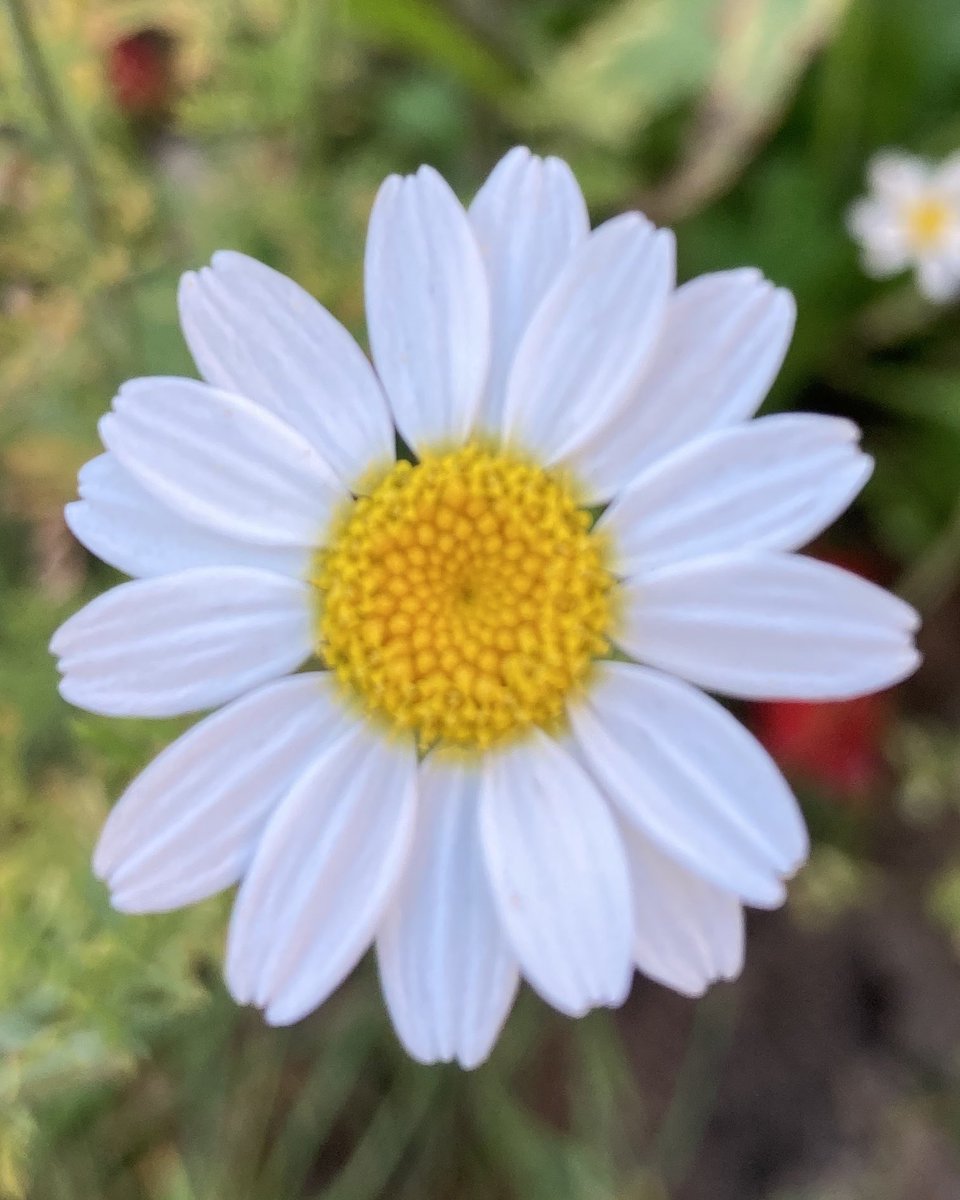 Some of my favourite photos I took in the garden this year. Couldn’t pick an over all flower photo, I’ve taken 1000’s. 

What’s your favourite flower photo you’ve taken?

#favouriteflowers #flowers #flowerphoto #flowerphotography #TuesdayFeeling #nannysgardenworld #GardenersWorld