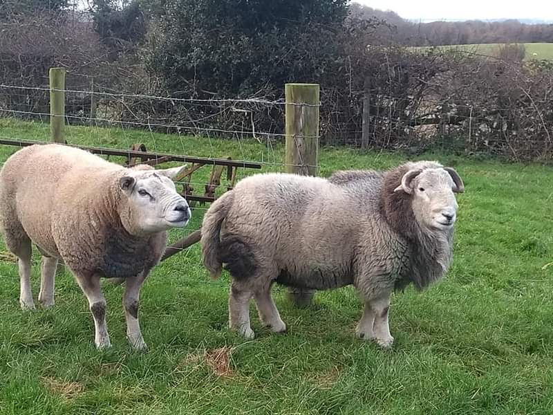 Something different today <a href="/farlamshorthorn/">J R Elliott</a> Swaledale sheep Herdwick sheep and texel sheep
