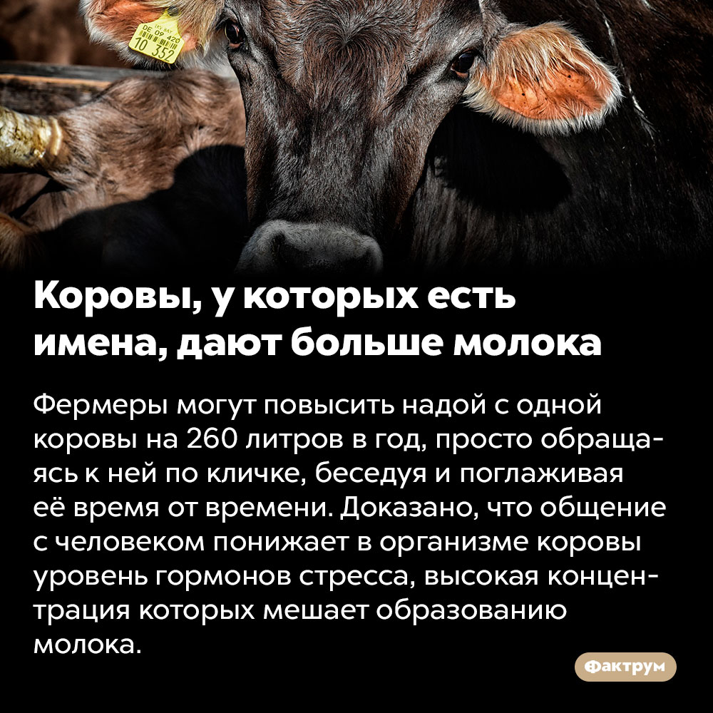 Клички коров по алфавиту. Клички коров. Коровьи клички. Название коров клички. Клички коров красивые необычные