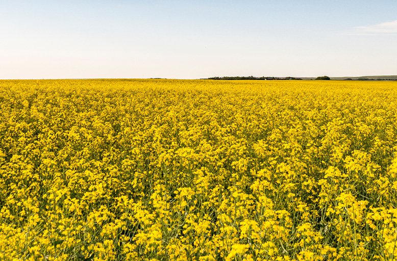 BASFAgSolutions's tweet photo. Our 2nd winner of the #InVigorCommunity Challenge from is Teresa Vallotton of #Stockton MB. InVigor Health L258HPC exceeded her expectations, and now she’s going above and beyond by selecting Wawanesa WeeCare as the recipient of a $5000 donation. Congratulations! #WestCdnAg https://t.co/BBCWxOZunK