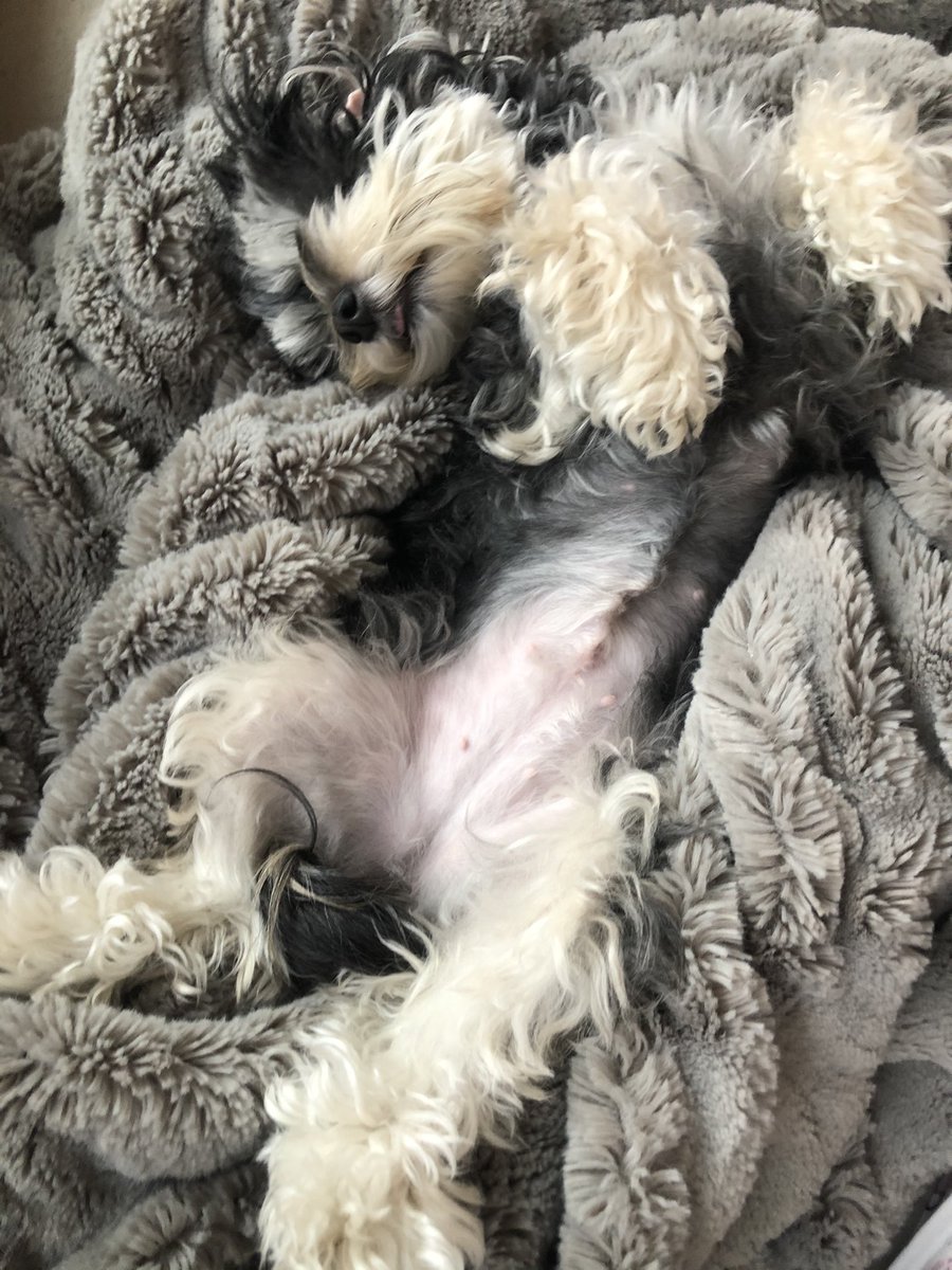 Mare_R's tweet photo. @potterybarn can you plz come out with a dog line? All my dog will lay on is my PB blanket... can’t blame her it’s amazing 🙌🏻✨💕 https://t.co/wh4NkKsMpm