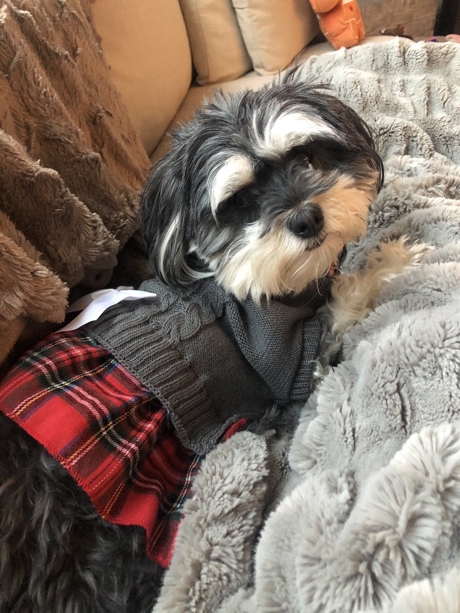 Mare_R's tweet photo. @potterybarn can you plz come out with a dog line? All my dog will lay on is my PB blanket... can’t blame her it’s amazing 🙌🏻✨💕 https://t.co/wh4NkKsMpm