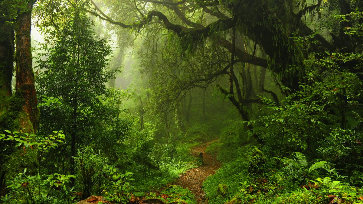 Listen to Forests From Around the World With Tree.fm dlvr.it/Rp99g6