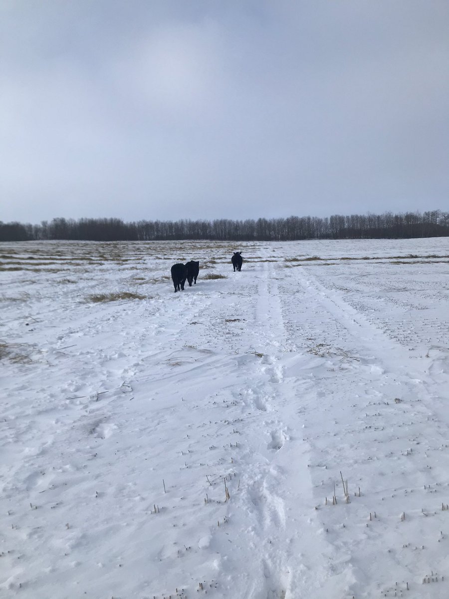 Trent Macnab tweet media