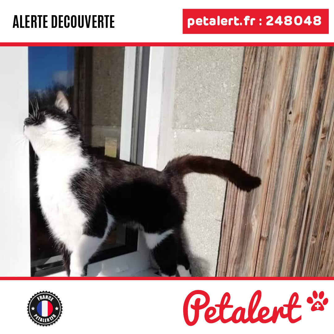 petalert_france's tweet image. Trouvé #Chat #CharenteMaritime #Cercoux #Petalert  #PetAlert17 / p3t.co/Fz5WJ