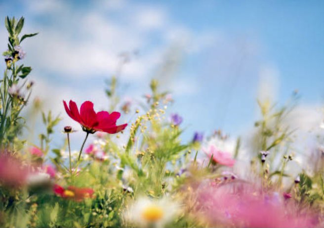 ShanniDBAC's tweet photo. A long December
Dreaming of a Spring to come
Days without this plague
#CompassionateHaiku #haikulife #poetry #writing #WritingCommunity https://t.co/iptKkHZEZ7