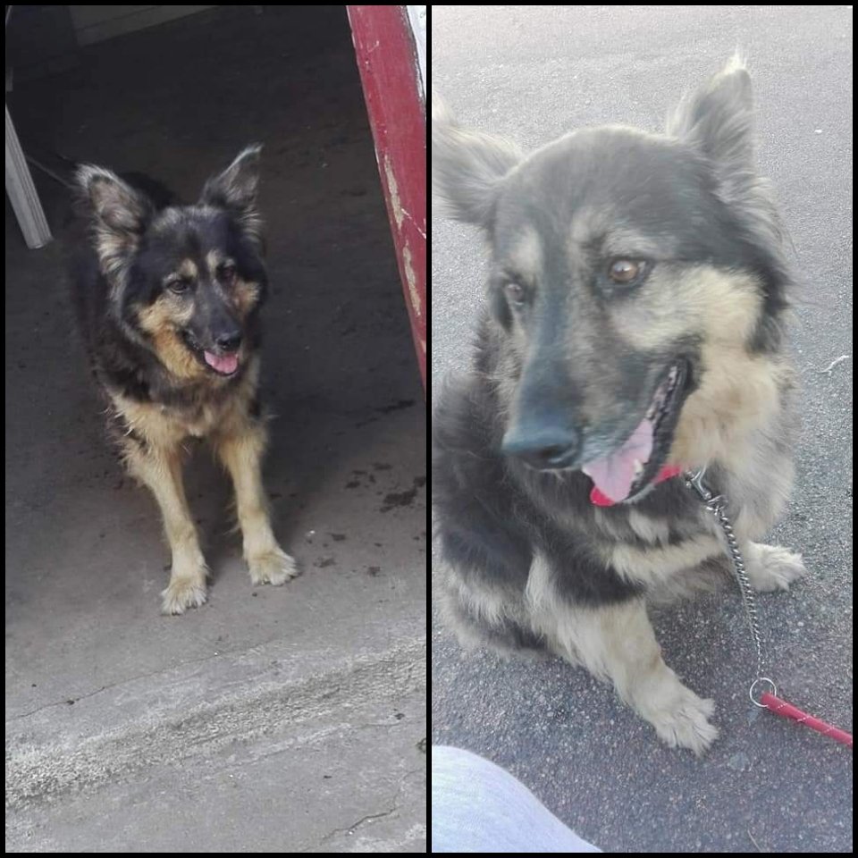 lusalvo22's tweet photo. Se perdió Nana, era de mi abuela Nona pero la cuida mi tía porque ella ya no está. Tiene 14 años y es sorda. Significa mucho para la familia y la están buscando. Se perdió el 21/12, la vieron por Garzón y Pena pero fueron y nada!
🛑ZONA PASO MOLINO🛑
Compartan si pueden😔 https://t.co/rOmSlDnJ8Z