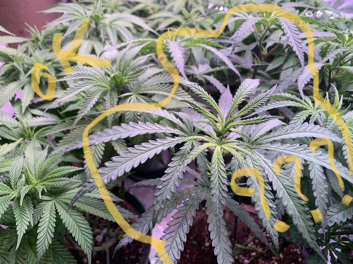 HELP! 
Do somebody knows why ONE of my 6 clones from THE SAME brand-new mother seem different?

#CannabisCommunity #CannabisMedicinal #cannabisindustry 
#grower