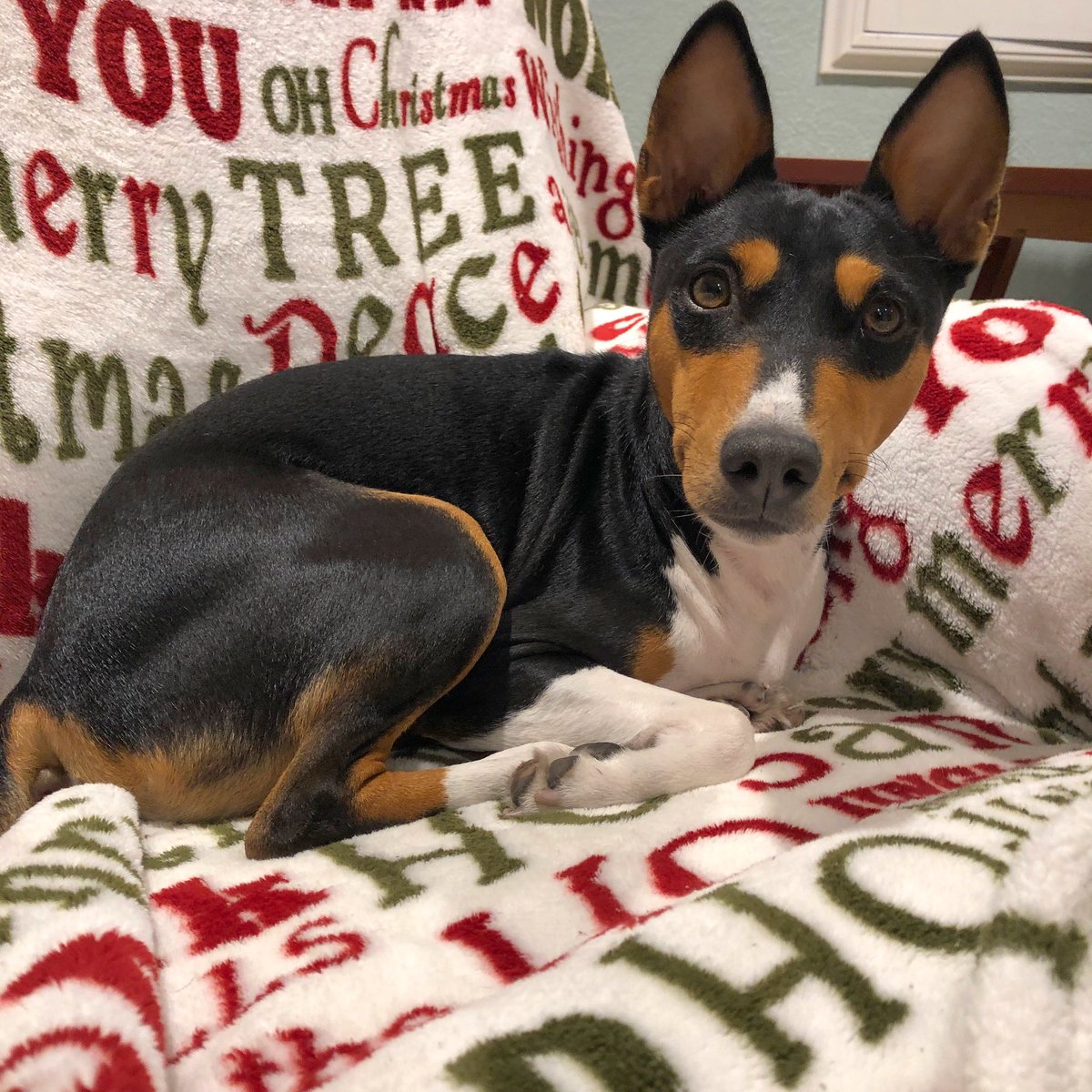 BasenjiAdvnturs's tweet photo. Merry Christmas and Happy Holidays from Zinga Ray! #Basenji #Dog #barkless #ZuluJoy #ZingaRay #barooboos #BasenjiDog #Doggy #Dogs_of_World #DogLovers #CuteDogs #Tricolor #TricolorBasenji #BasenjiCuteness #Florida #SouthFlorida https://t.co/eqXe1HGeI5