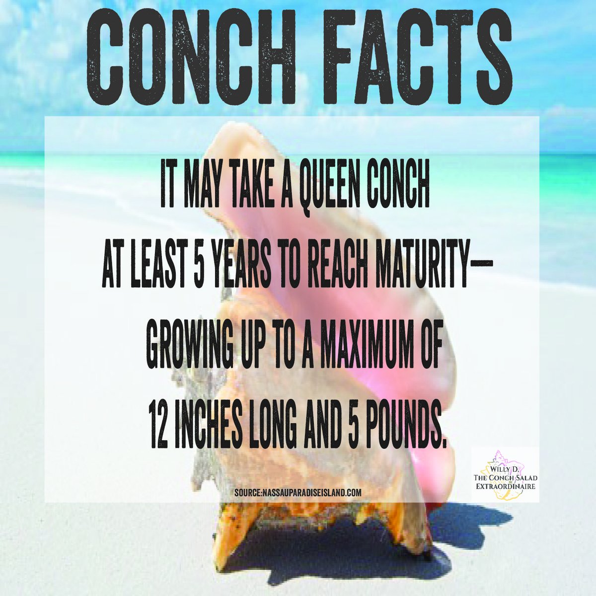willydconchman's tweet photo. #conchfacts #Bahamas https://t.co/AcIreR38Us