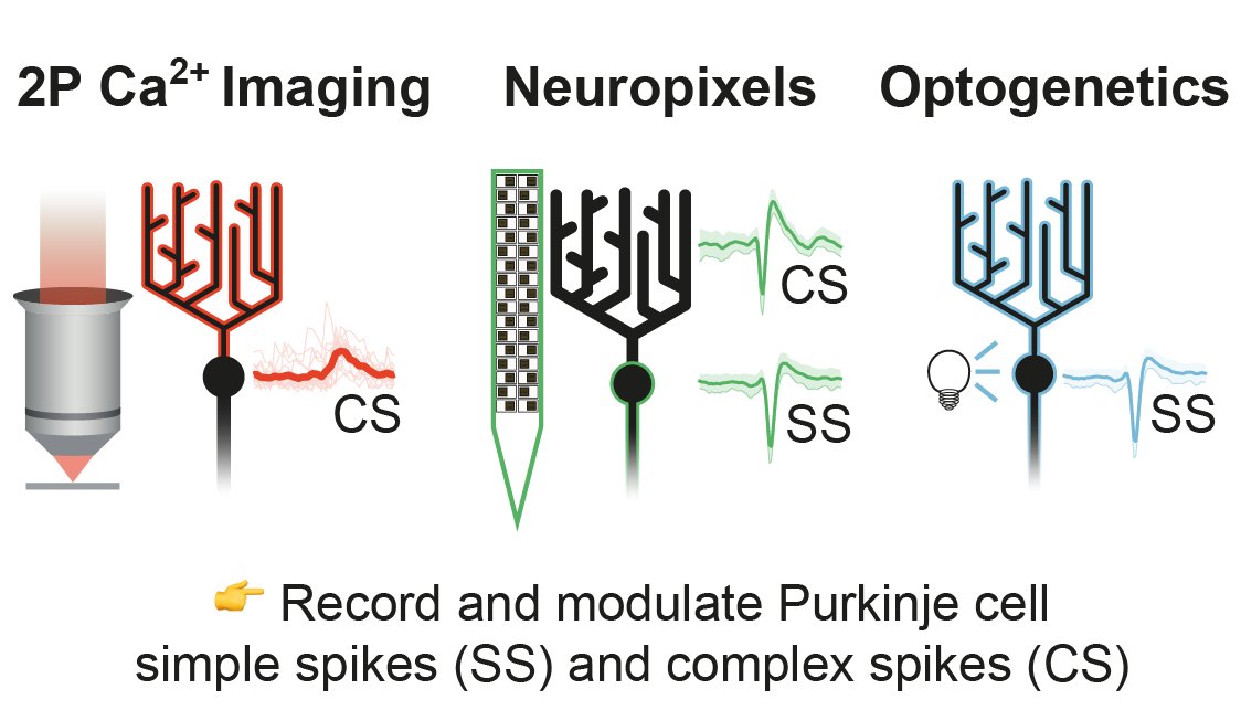 Using a combination of optogenetics, Neuropixels and two-photon imaging we could then unpack how Purkinje cells are involved in guiding rapid sensorimotor transformations. 6/15