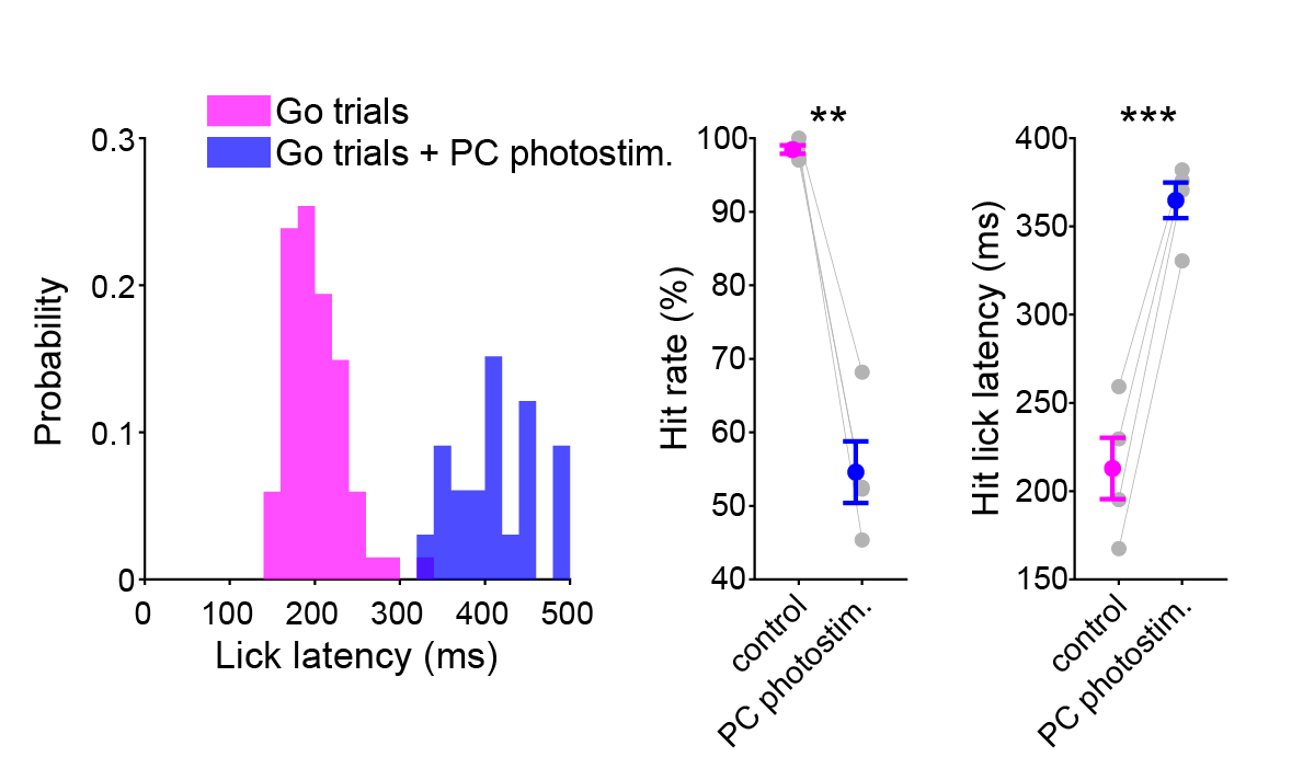 Optogenetic perturbation of Purkinje cells delays or entirely abolishes motor responses to multisensory stimuli. This suggests that Purkinje cells do, in fact, play a causal role in processing such rapid sensorimotor transformations. 7/15
