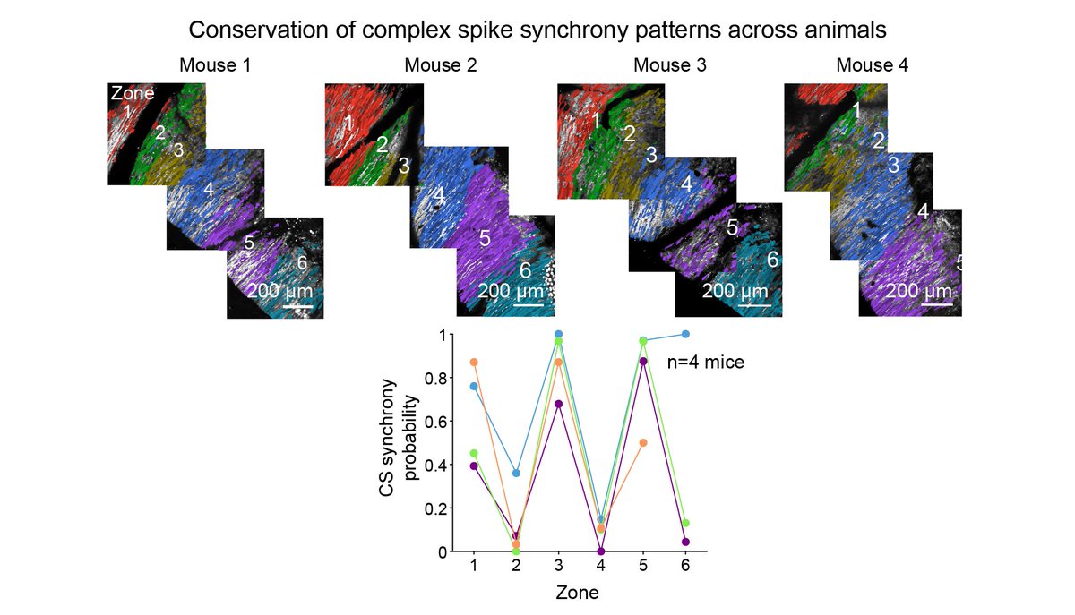 We found that complex spike synchrony was topographically organized into parasagittal zones, the structure of which was highly conserved across animals: forming a consistent “complex spike map”. 10/15