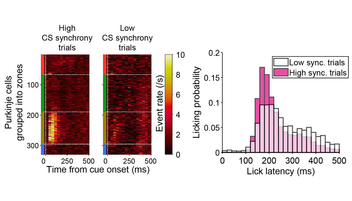Next, we wondered whether there is a relationship between complex spike synchrony and sensory-driven motor action. Indeed, we observed that higher levels of CS synchrony were correlated with more accurate movements and increased probability of motor initiation. 11/15