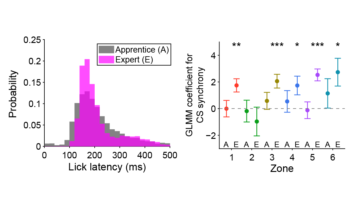 Finally, given that motor responses became increasingly accurate with learning, we asked whether complex spike synchrony developed in parallel with animal performance. Animals did, in fact, increase their level of complex spike synchrony across learning. 12/15