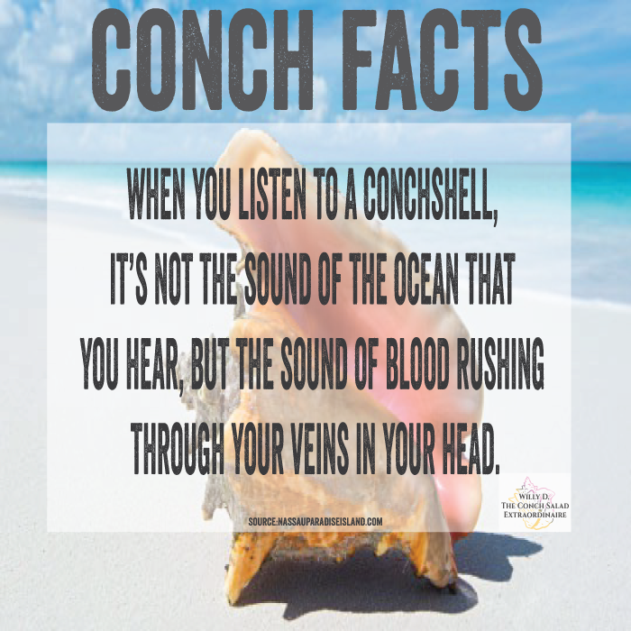 willydconchman's tweet photo. Believe it or not! #conchfacts #Bahamas https://t.co/w3Dvy1Ypmz