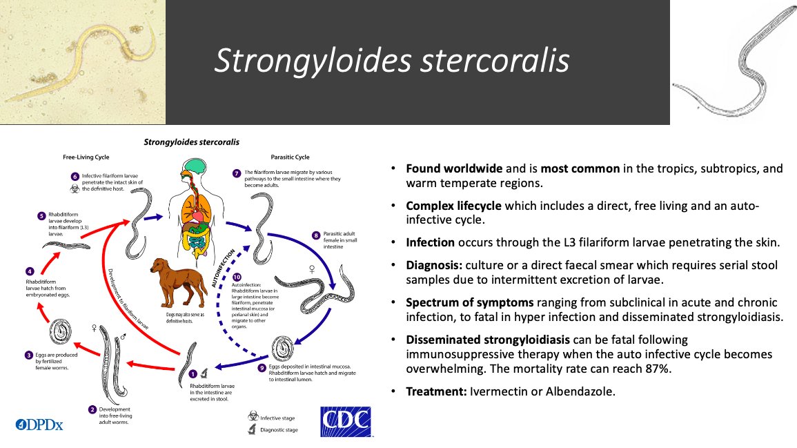 Shannan_tropmed's tweet photo. On the tenth day of Christmas I give to you Strongyloides steracoralis #12WormsofChristmas #Strongyloides 🎅🪱 https://t.co/KFtkmaHbxv