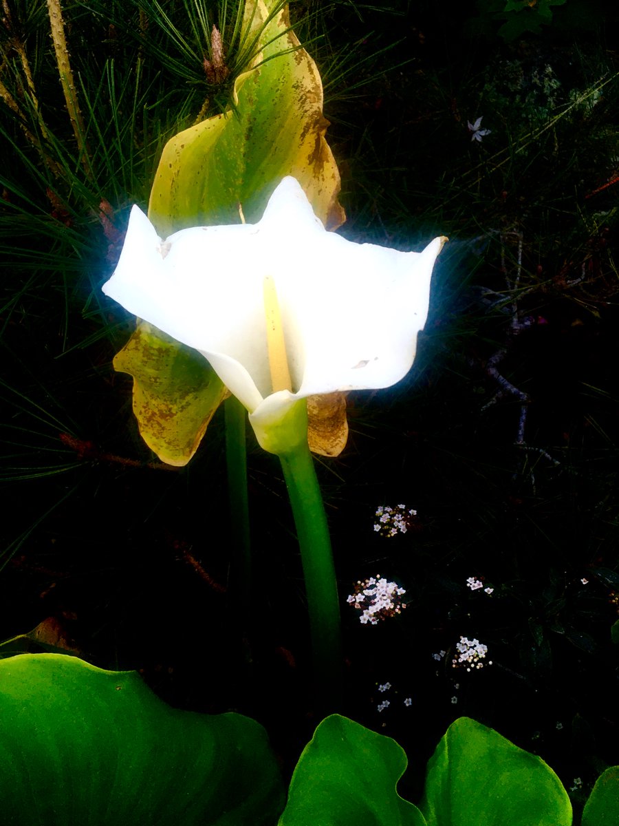 THE RETURN OF THE LIGHT - mailchi.mp/greenworld/a-h… I spotted this calla lilly, symbol of rebirth and innocence, poking up its head. After the longest night of 2020's dark passage, it reminded me new life is ever germinating below the surface. Here's to emergence and regeneration!