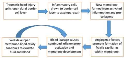 Inflammation plays a central role in the pathogenesis of  #CSDH. A good recent review by  @EdlmannE can be found here  https://pubmed.ncbi.nlm.nih.gov/28558815/&nbsp; (open access)