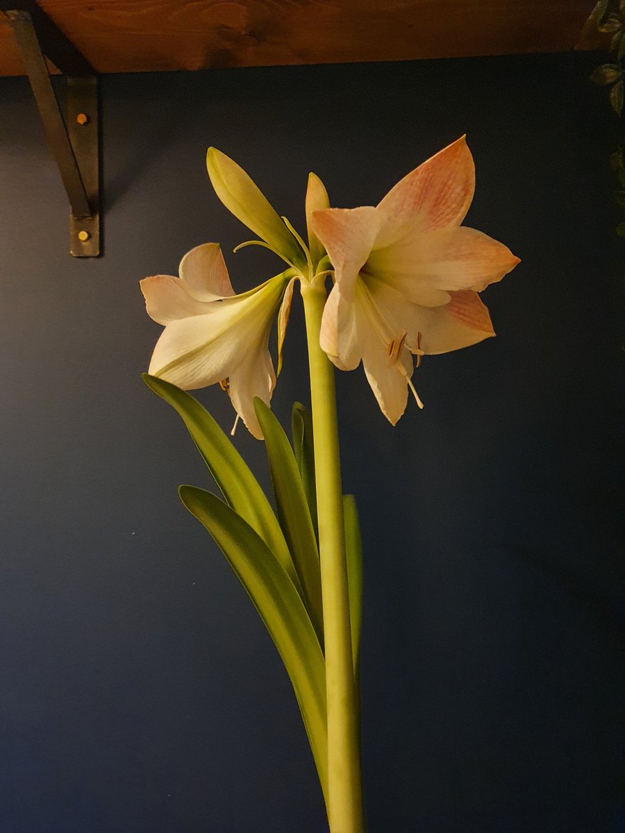 I planted things. Spring bulbs in a border. Garlic in pots. I bought an amaryllis bulb from Lidl, a stubby wee thing that in less than 2 months turned into this beauty.