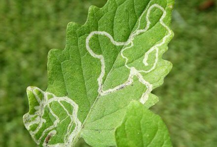 Минирующие мушки