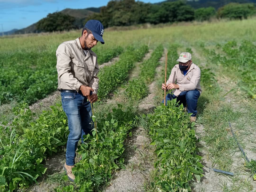 carlosglp's tweet photo. Evaluación de altura de planta y hábito de crecimiento. Ensayos Evac. Tucutunemo Edo Aragua. Phaseolus vulgaris L. Equipo @leguminosa2020 https://t.co/w4K2JHaeBe