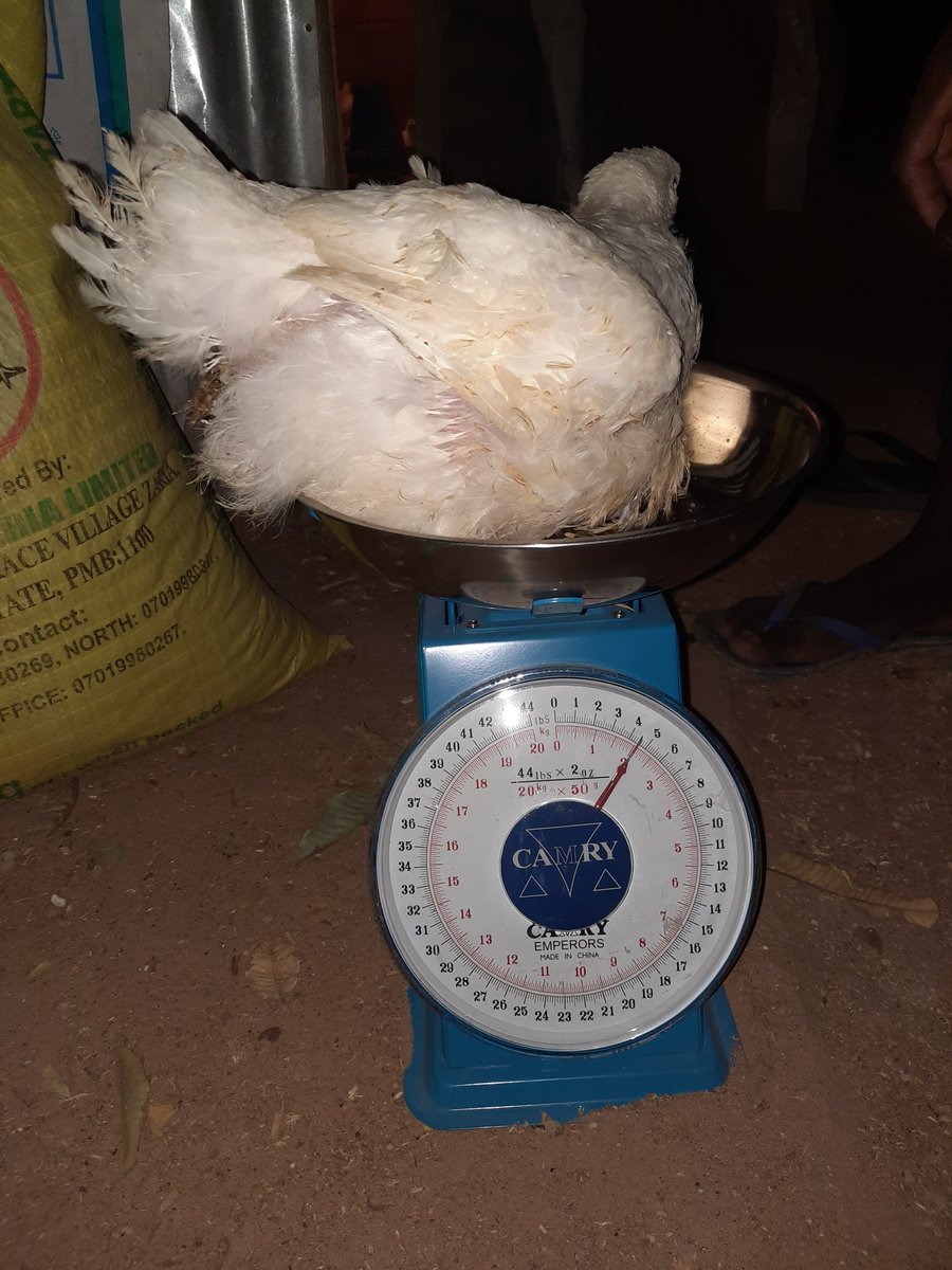 FarmsHooba's tweet photo. 2KG=N2000
3KG=3000
4KG=4000 https://t.co/LGxu2O0ac9