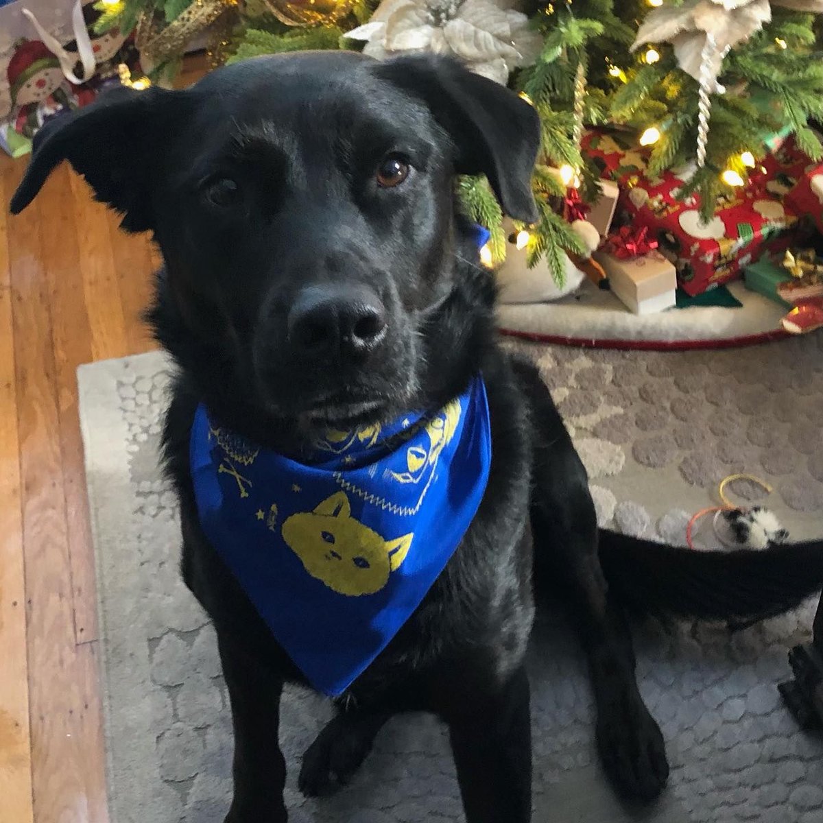 jeffreyspets's tweet image. Mo is ready for opening game tonight!
#jeremyfish
•
#jeffreyspets #jeffreysnaturalpetfoods #rawfeeding #healthypettreats #healthydogtreats #supportlocal #shoplocal #smallbusiness #sanfranciscopetstore #sanfranciscodelivery #petfooddelivery #dogfooddelivery #sfdogslife #dogsof7x7