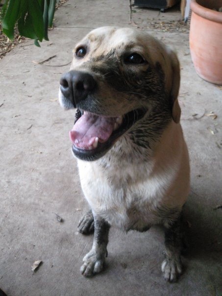 The kindness of fellow dog lovers who sent their condolences after my adorable dopey Labrador Nala passed away in February  I felt much less alone after hearing your stories. Thank you x