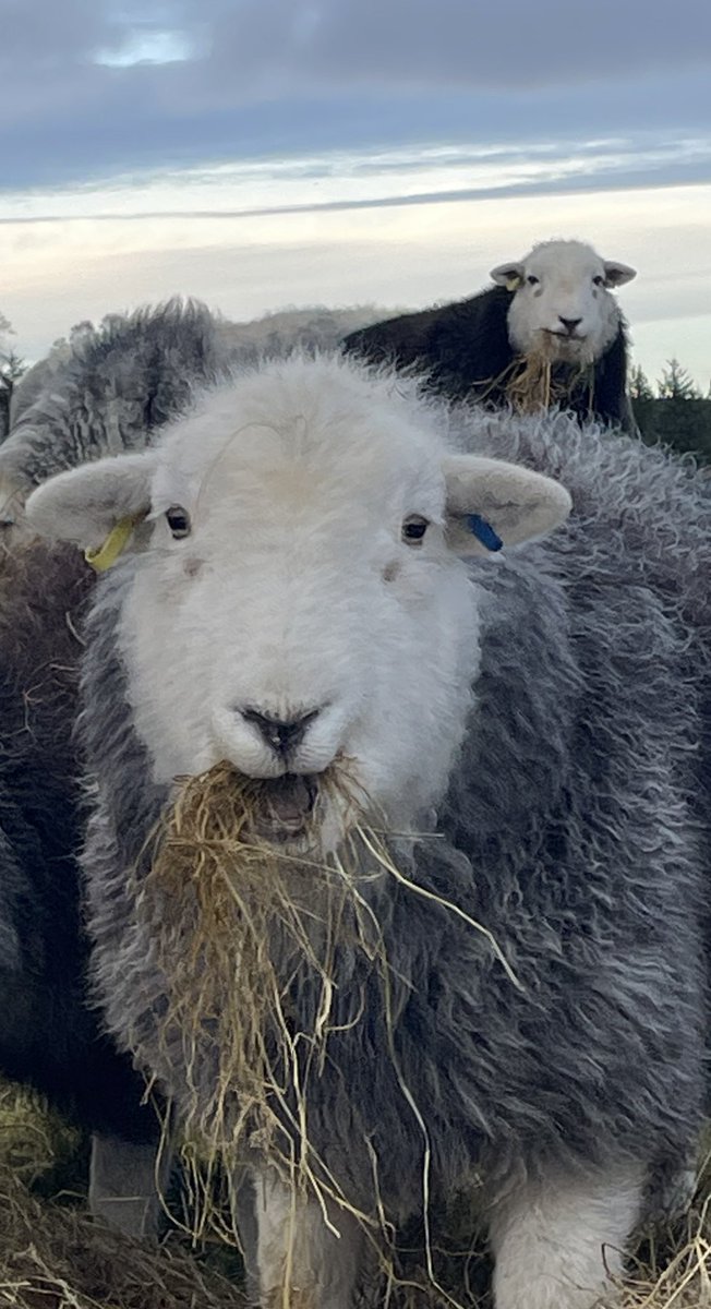 James Rebanks (@herdyshepherd1) on Twitter photo 
