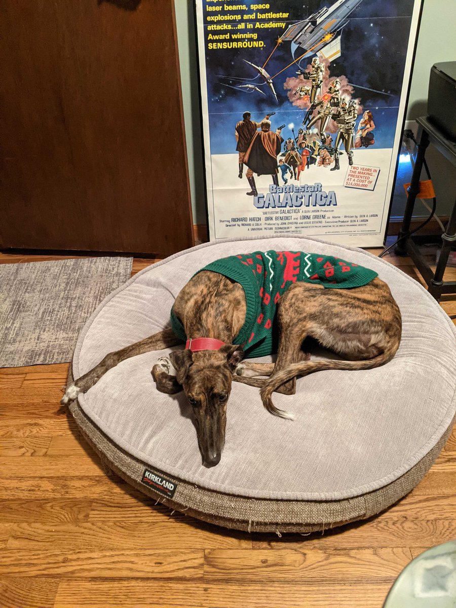 orionwealthtech's tweet photo. Even our Orion fur members love ugly sweater season! #PetsOfOrion https://t.co/AH8PVULKfw