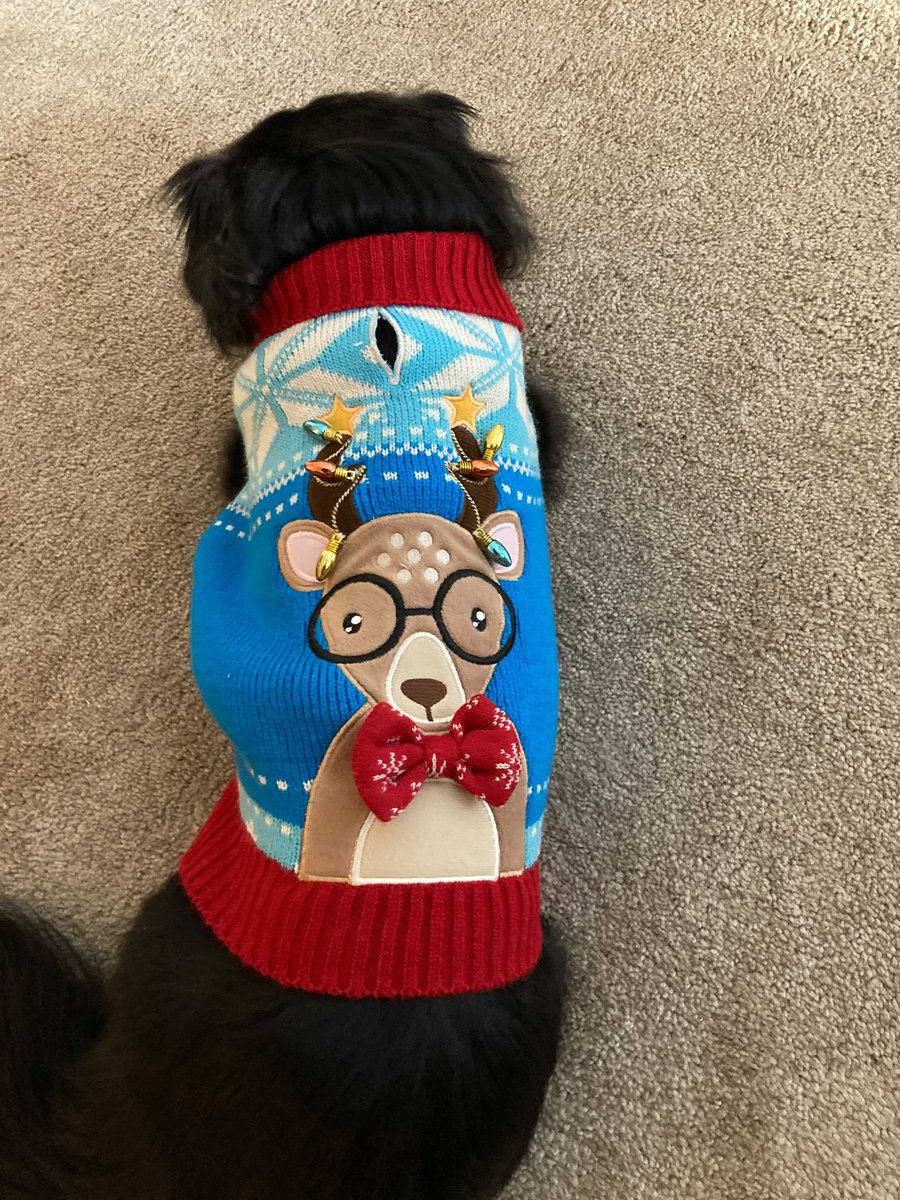 orionwealthtech's tweet photo. Even our Orion fur members love ugly sweater season! #PetsOfOrion https://t.co/AH8PVULKfw