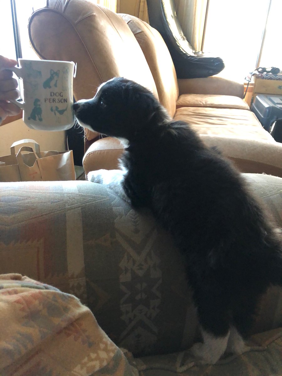 Sage a Day! Day 14: Sage v. Mug (please ignore my weirdly placed gaming chair, we had to make room for tug-o-war)