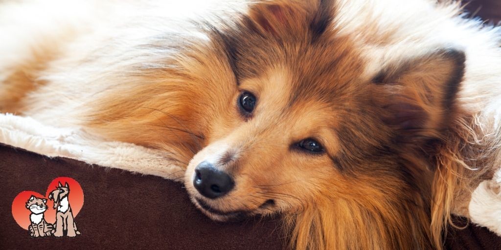 DunedinAMC's tweet photo. Want to enjoy your time away knowing your pets are safe &amp; sound? 

Reserve a spot for your dogs &amp; cats at DAMC's Pet Resort! 
Open every day from 6:30 AM to 8:00 PM
Call us at (727) 738-2273 https://t.co/Iu8vPfdJgw