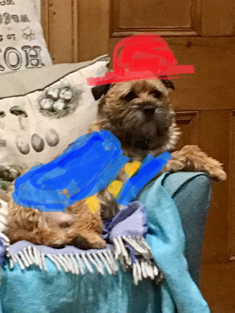 fleurrbie's tweet photo. Happy Birthday today to the one and only incredible #MrScout ❤️🐾🐾
It’s a good job Twitter constraints to 4 photos as I would struggle to choose having 1000’s of my funny, furry, faithful friend ❤️🐶☺️. We have had so many adventures... here’s to many more ! #BTPosse https://t.co/Tnm9gtuamF