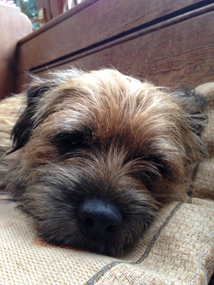 fleurrbie's tweet photo. Happy Birthday today to the one and only incredible #MrScout ❤️🐾🐾
It’s a good job Twitter constraints to 4 photos as I would struggle to choose having 1000’s of my funny, furry, faithful friend ❤️🐶☺️. We have had so many adventures... here’s to many more ! #BTPosse https://t.co/Tnm9gtuamF