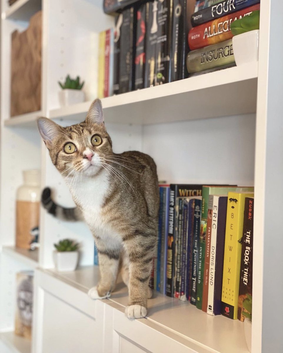 Any goode book recommendations? Well, now that you’ve mentioned it....

You can find our ‘Gata Unbound’ series and ‘A**holes Need Love Too’, (plus stickers, shirts, hoodies, cards &amp; bookmarks) at Shakespeare &amp; Co in #Rittenhouse!

#lastminutegifts #archimedesprintingshoppe