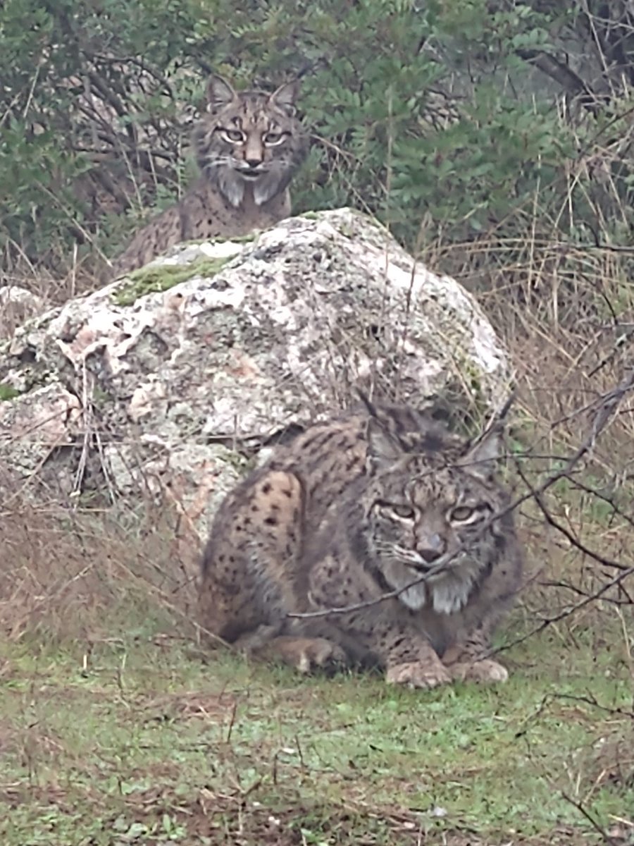 oapngob's tweet photo. 😾Hemos captado a esta mamá y a su hija en los montes de Lugar Nuevo😍
🍀Afortunado el compañero que ha asistido al espectáculo

#lince https://t.co/rWO7mWlU3H