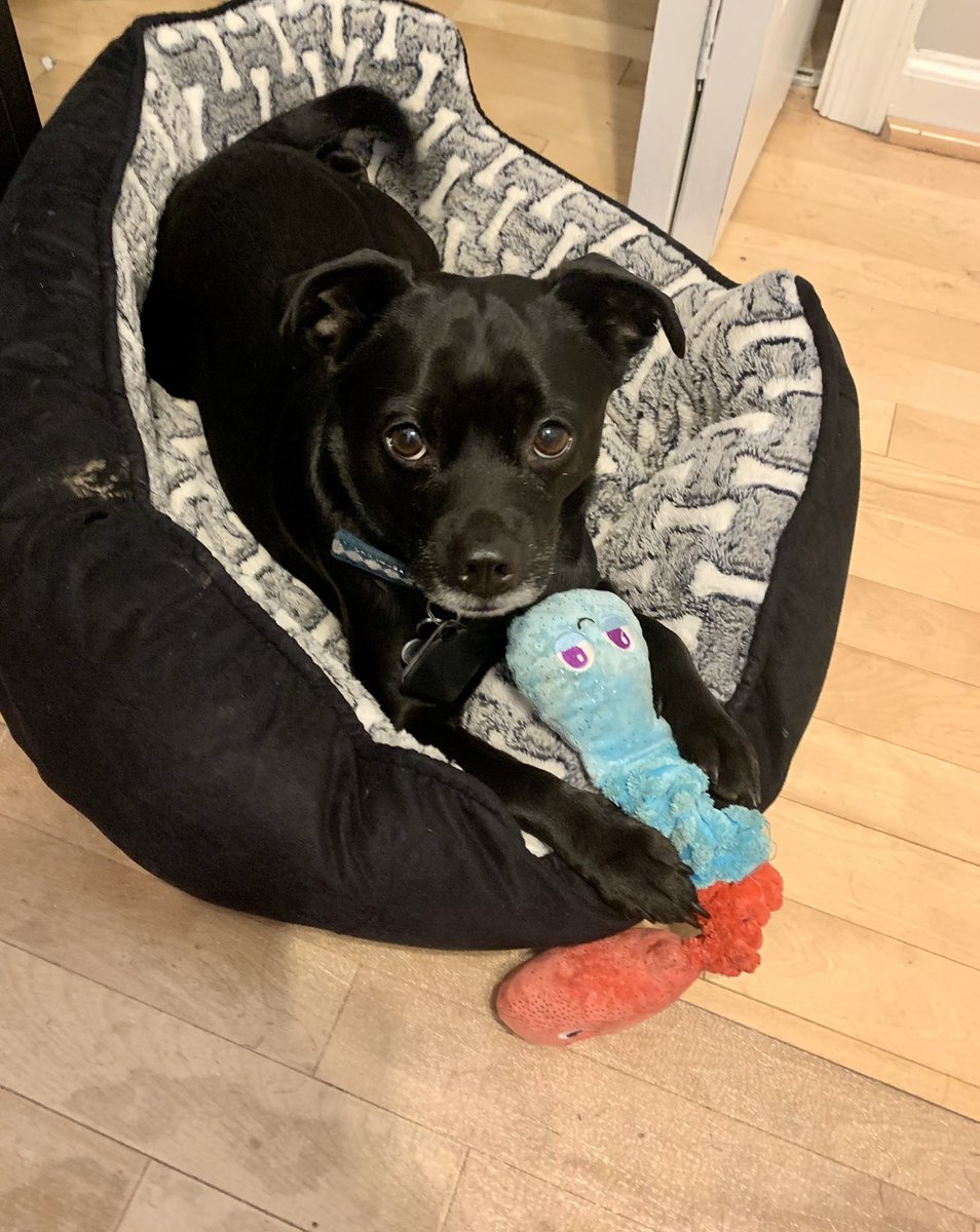kmcquade3's tweet photo. Security folks, I want to see your dogs. Plz share pics

#DogsOfInfoSec https://t.co/NUWAtx53hA