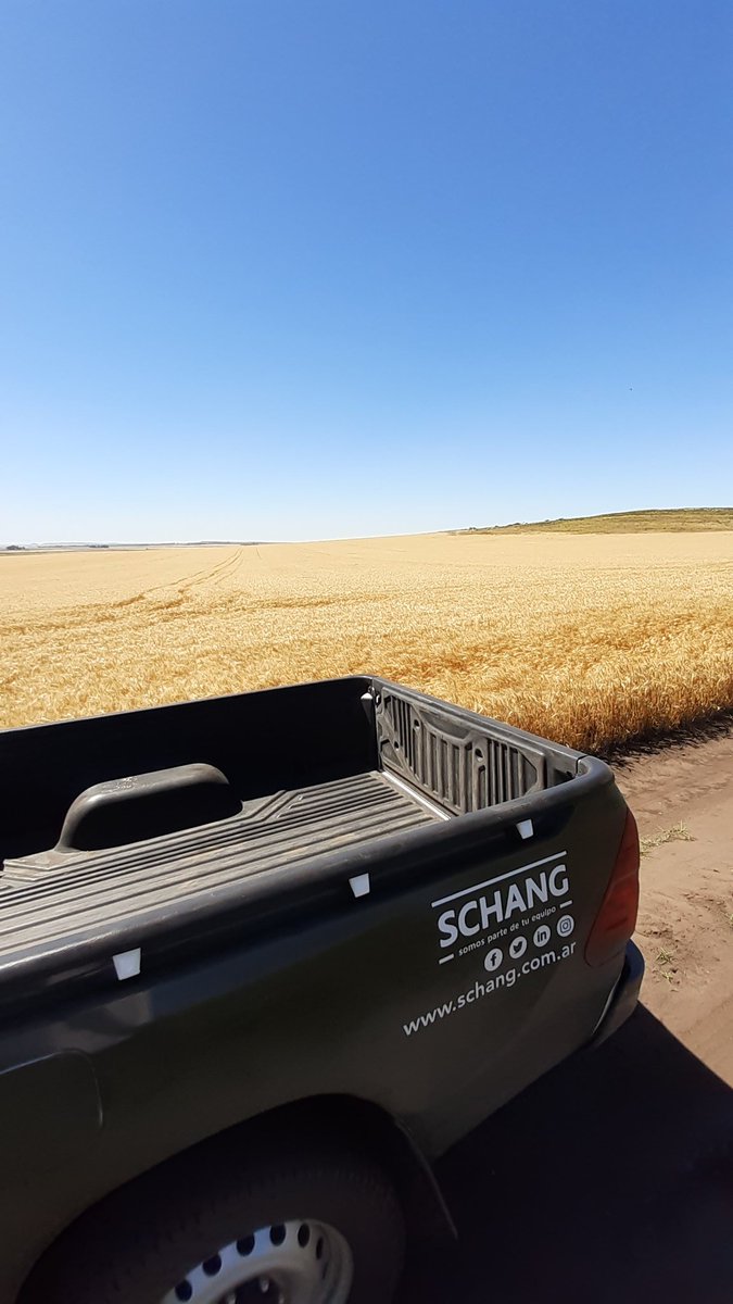 sebanfernandez's tweet photo. Recorrida por Tedin Uriburu:
��Trigo #Basilio esperando la máquina.
🌽#LT718VT3P tardío.
🌽#LT719VT3P_RIB tardío.
🌽#LT720VT3P tardío.
Excelente control de malezas, solo esperando que llueva! 🌧️

@LaTijeretaMaiz 
#siembratardía
#decisiónrentable
#locosporlatijereta
@agrovetschang https://t.co/KoJpHKcBBr
