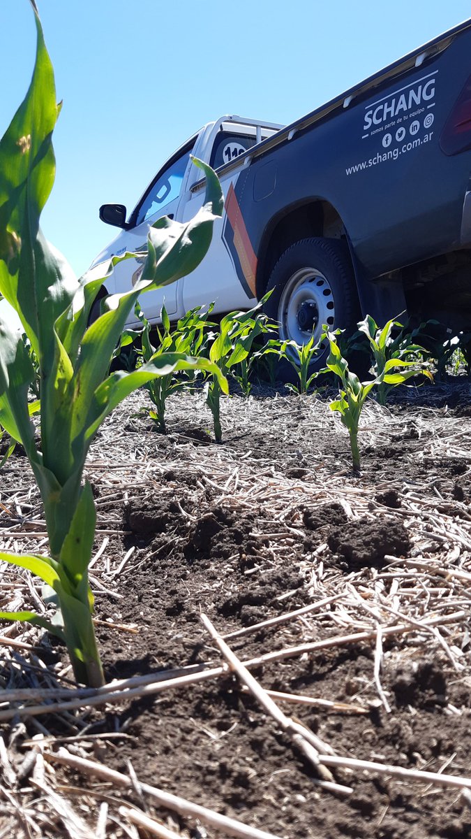sebanfernandez's tweet photo. Recorrida por Tedin Uriburu:
��Trigo #Basilio esperando la máquina.
🌽#LT718VT3P tardío.
🌽#LT719VT3P_RIB tardío.
🌽#LT720VT3P tardío.
Excelente control de malezas, solo esperando que llueva! 🌧️

@LaTijeretaMaiz 
#siembratardía
#decisiónrentable
#locosporlatijereta
@agrovetschang https://t.co/KoJpHKcBBr