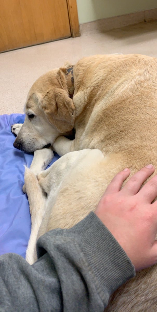 paigeharrison03's tweet photo. Christmas time is so hard for me now. Last Christmas was when I decided it was time for Remi to be put down, and he was the next day. My best friend ever. https://t.co/8Wks3cnz19