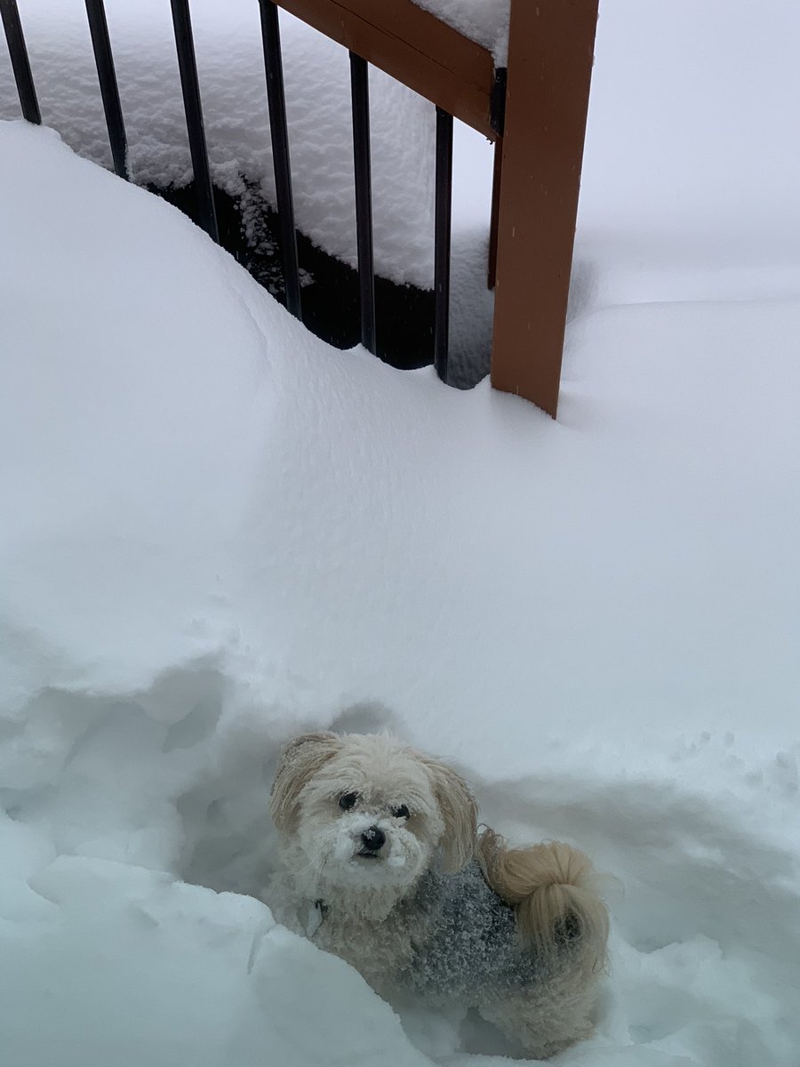 Barely taller than the snow. #snowday #YYCSnowPups
