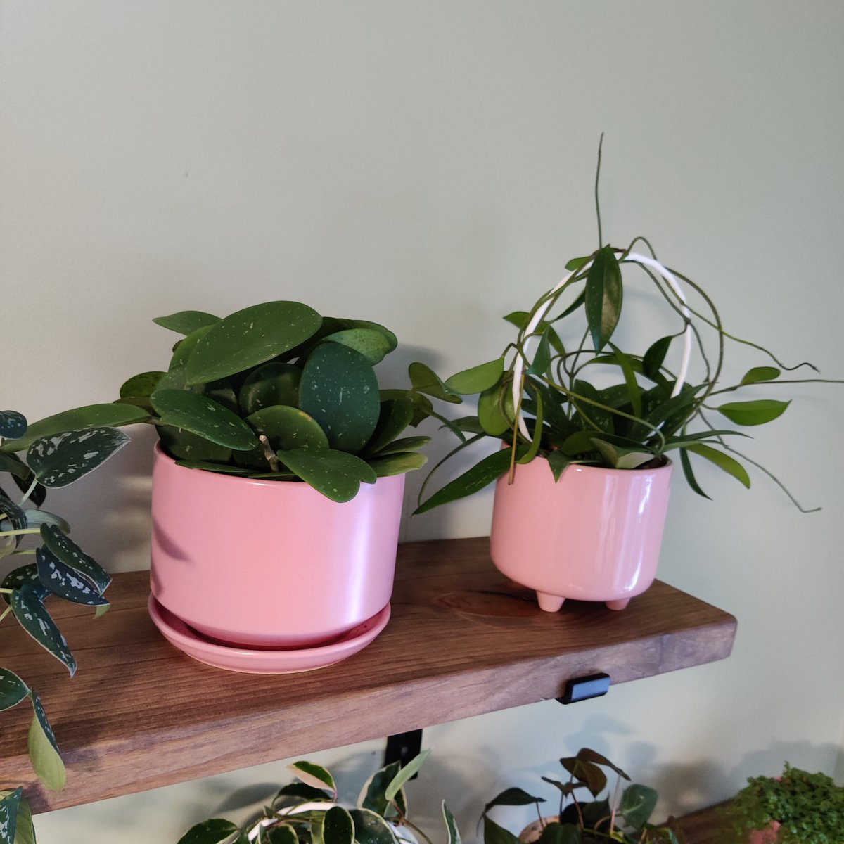 i have a obovata, publicalyx, krimson queen and (not pictured) kerri! ive found them to like well draining soil, and i water them when the leaves feel a bit soft. the leaves retain water for the plant and you can tell when theyre thirsty!