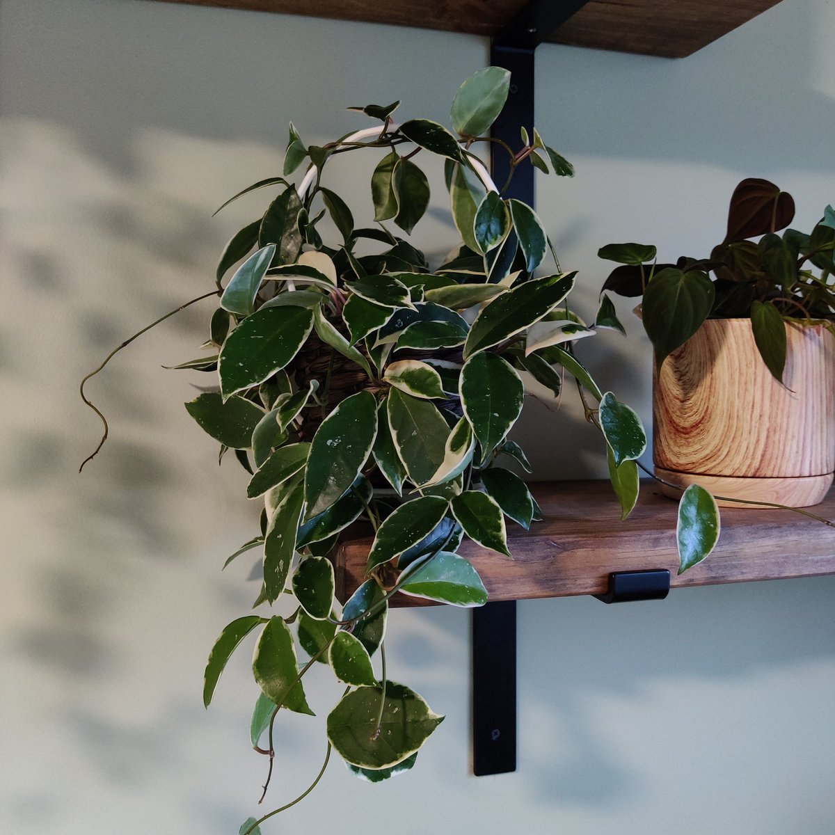 i have a obovata, publicalyx, krimson queen and (not pictured) kerri! ive found them to like well draining soil, and i water them when the leaves feel a bit soft. the leaves retain water for the plant and you can tell when theyre thirsty!