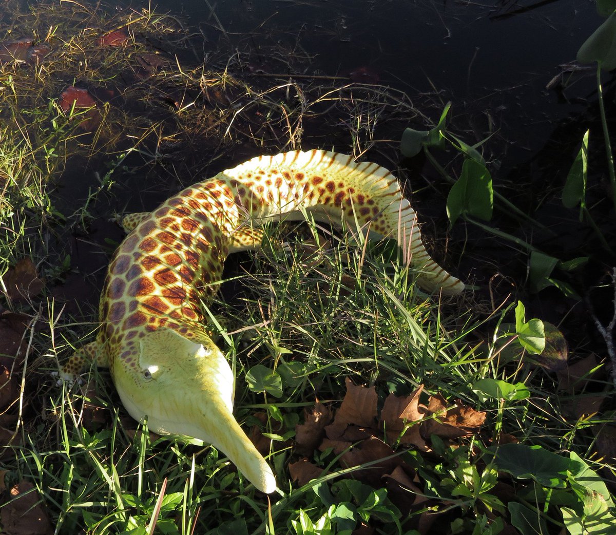 Featured image of post Aphaneramma