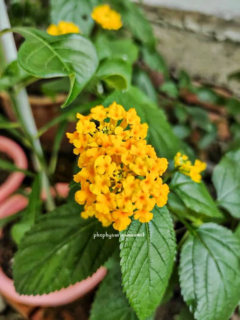 sarinahAA's tweet photo. Flowers always make people better, happier,and more helpful ; they are sunshine, food, and medicine to the soul.
–Luther Burbank

#phopbysarinahaamit https://t.co/Dete41mQUq